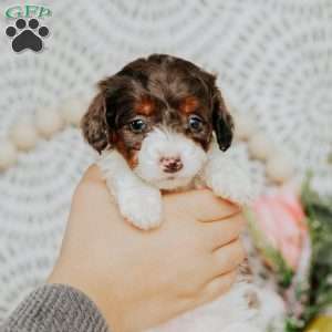 Frieda, Mini Bernedoodle Puppy
